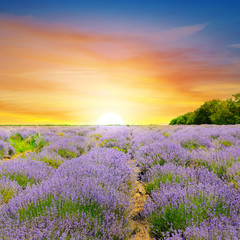 Obraz premium Sunrise over lavender field.