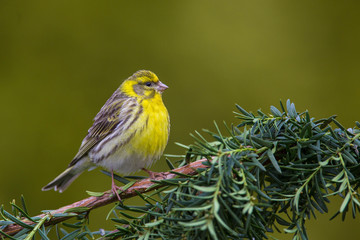 Garden finch Serinus serinus