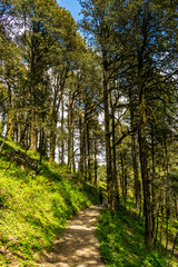 Fototapeta na wymiar A forest trail, Jalori Pass, Tirthan Valley, Himachal Pradesh, India