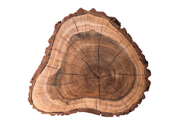 A slice of a tree on a white background. Walnut