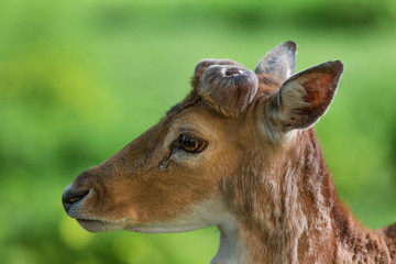 Wild fallow deer (dama dama) in nature , close up view.