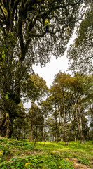 A forest trail, Jalori Pass, Tirthan Valley, Himachal Pradesh, India