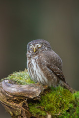 Pygmy owl, Glaucidium passerinum, Small eurasian owl.