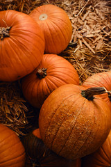 Pumpkins background. Pumpkin closeup. Natural fresh organic vegetable. Healthy eating, raw food diet. Autumn colors, fall season agriculture. Top view. Pumpkin day, Thanksgiving and Halloween. Poster