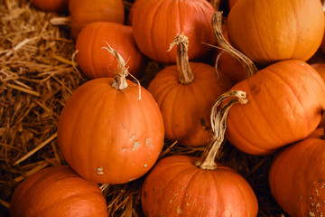 Pumpkins background. Pumpkin closeup. Natural fresh organic vegetable. Healthy eating, raw food diet. Autumn colors, fall season agriculture. Top view. Pumpkin day, Thanksgiving and Halloween. Poster