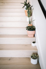 staircase with plants
