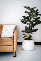 Leather couch  with green plant 