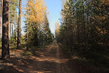 road in the forest