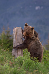 Wild Brown Bear (Ursus arctos) . Natural habitat
