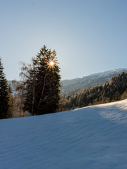A snowy tree in winter