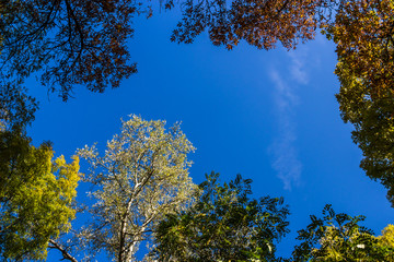Fototapeta premium autumn alley in the park with colorful leaves