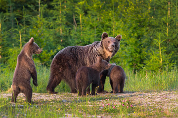 Bear cubs with mother she-bear in the summer forest. Bear family of Brown Bear (Ursus arctos)..