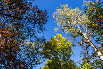 autumn alley in the park with colorful leaves