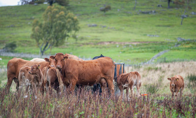 family of cows and calves grazing in their natural habitat