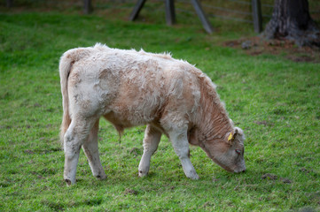 Newborn veal grazing in a field in Scotland