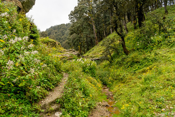 A forest trail, Jalori Pass, Tirthan Valley, Himachal Pradesh, India