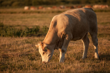 A light brown cow is grazing on a pasture in the warm evening light on a late summerâ€™s day.