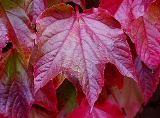 Rotes Weinblatt im Herbst