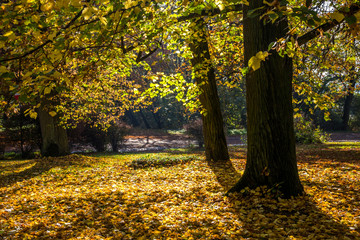 Obraz premium autumn alley in the park with colorful leaves