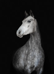 Fototapeta na wymiar Young dapple gray horse on a black background