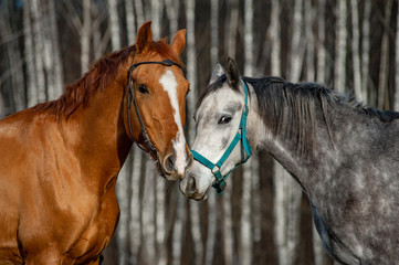 Two cute horses communicating