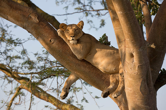 Tree climbing lion resting lioness - Powered by Adobe