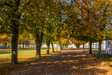 Naklejka premium autumn alley in the park with colorful leaves