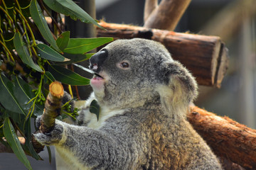 Eating Koala at the Koala Hospital of Port Macquarie, New South Wales, Australia