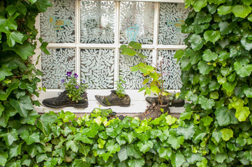 Zapatos viejos con plantas