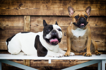 group of dogs breed french bulldog together in retro style