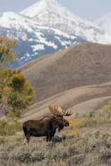 Bull Shiras Moose in Autumn in Wyoming