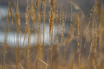 Dew on a leaf of grass