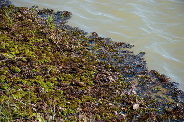 Pantanal