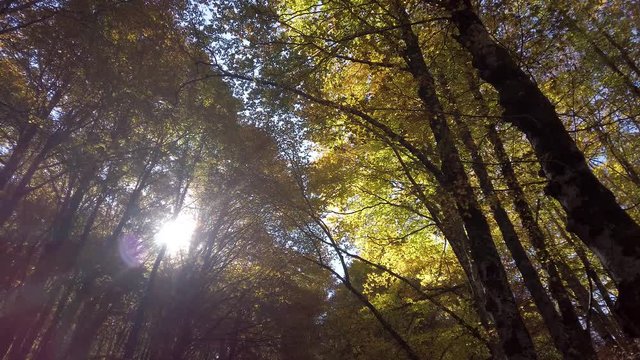 Foliage in autumn season at Forca d'Acero, in the Abruzzo and Molise National Park. Italy.