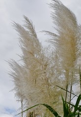 Fedrige Pflanze im Wind