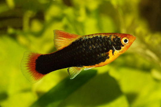 Variatus Platy platy male Xiphophorus maculatus tropical aquarium fish 