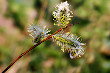 Three blooming fluffy willow catkins on a branch in spring. Selective focus, blurred background.