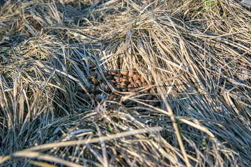 Litter of an animal in dry grass. Round feces of hare or roe deer.