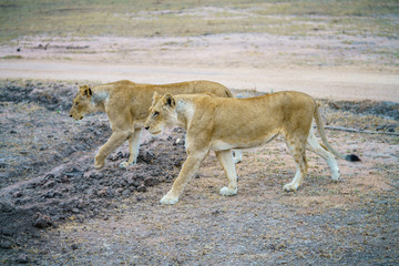 lions in kruger national park, mpumalanga, south africa 9