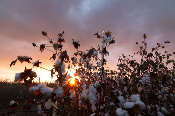 Obraz premium Cotton field