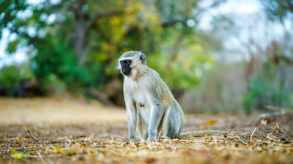 vervet monkey in kruger national park, mpumalanga, south africa 23