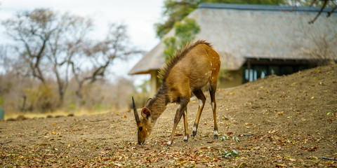 little antelope in kruger national park, mpumalanga, south africa 2