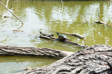 Turtles stretched out in the sun