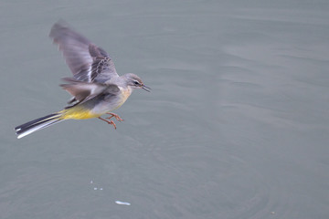 birdin flight