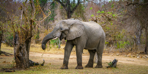 elephant in kruger national park, mpumalanga, south africa 69