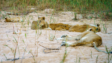 lions in kruger national park, mpumalanga, south africa 11