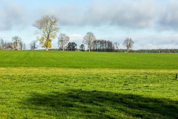 Late autumn. Green grass on a pasture near country . Trees and forest in the background. Dairy farm Podlasie, Poland.