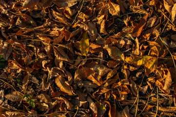 fallen leaves in the autumn Park