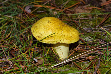 Beautiful mushroom Tricholoma equestre (Yellow Knight) in pine forest closeup. Selective focus, shallow depth of field.