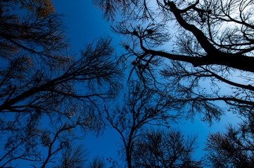 Autumn trees in the Park without leaves against the blue sky